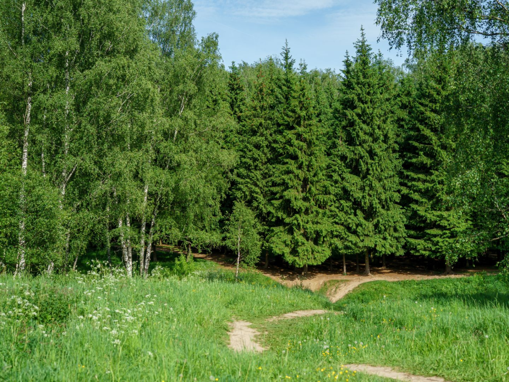 Красногорцам рассказали, что сейчас нельзя делать в лесу