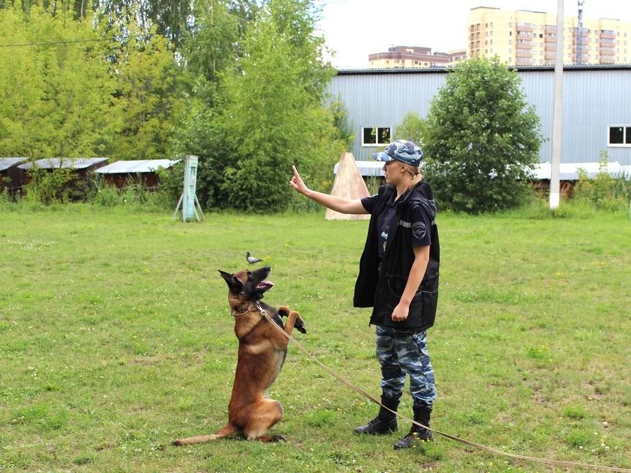 Юные дмитровчане познакомились с профессией кинолога и подготовкой служебных собак