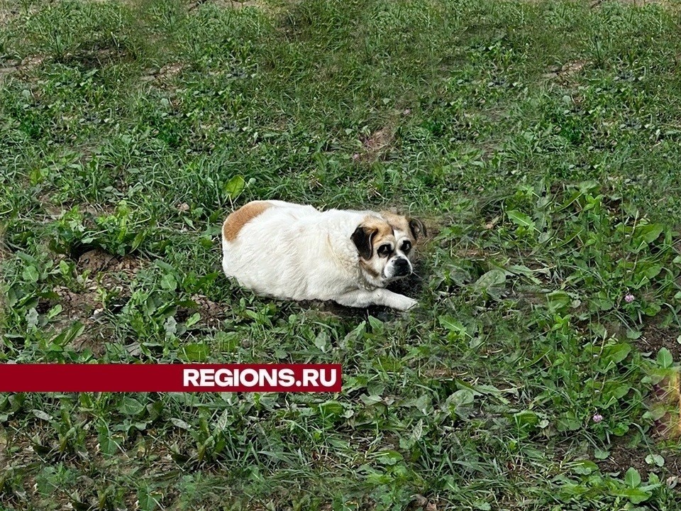 Жители грозятся совершить самосуд над собакой по кличке Пират, которая укусила ребенка