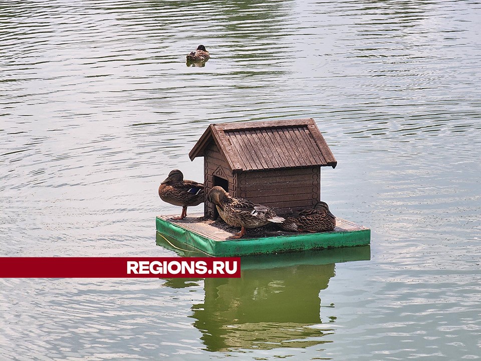 Новые домики для уток установили на реке Серебрянке в Пушкино