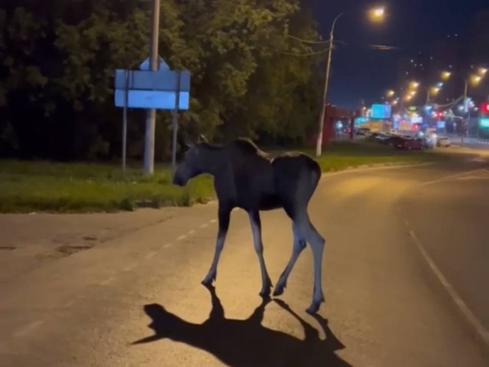 Прогулка лося по ночному Щелкову попала на видео