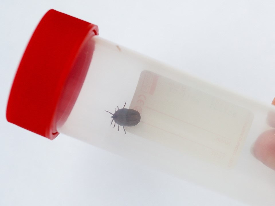 В Подмосковье зафиксировали 5,5 тысяч случаев укусов клещей с начала сезона