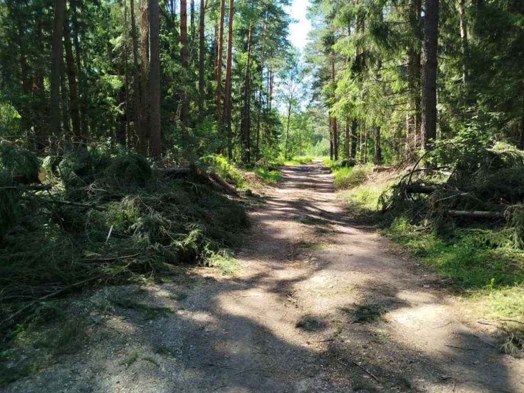 В Орехово-Зуеве устраняют последствия ветровала | REGIONS.RU / Орехово-Зуево