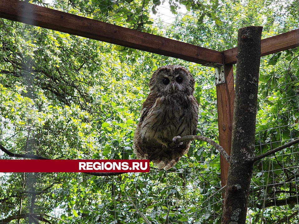 Сова, спасенная от гибели, обрела дом на экоферме под Серпуховом