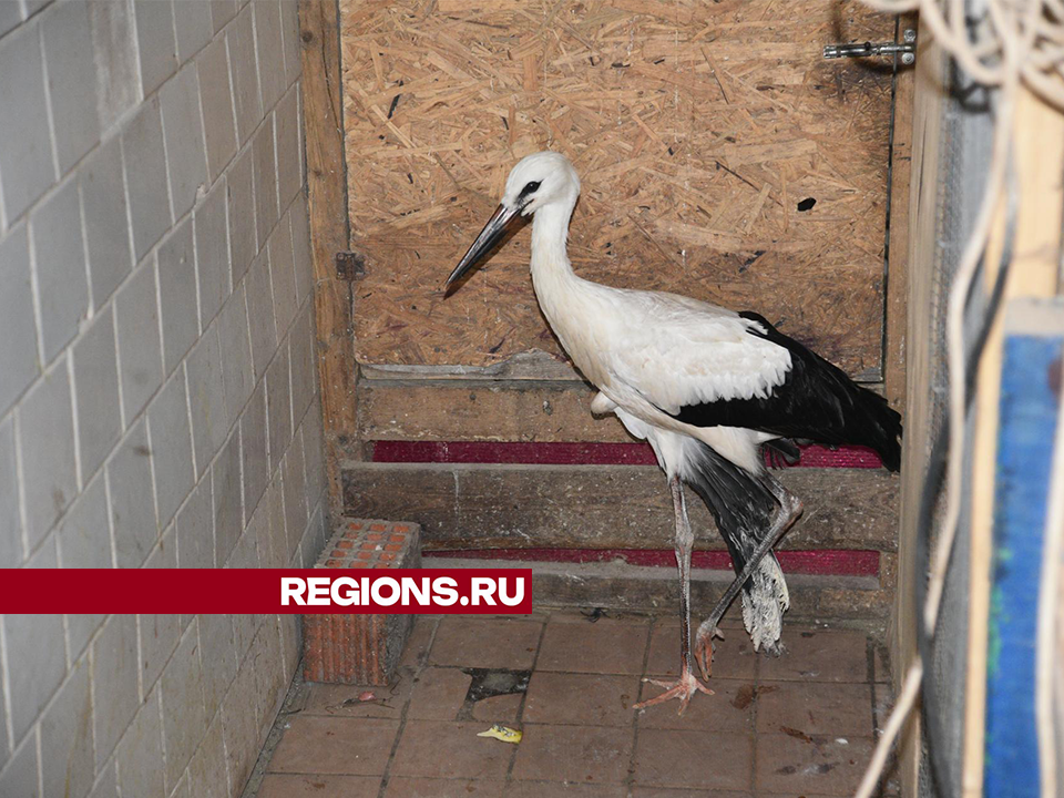 Спасенный аистенок будет жить в Лотошинском парке с сородичами