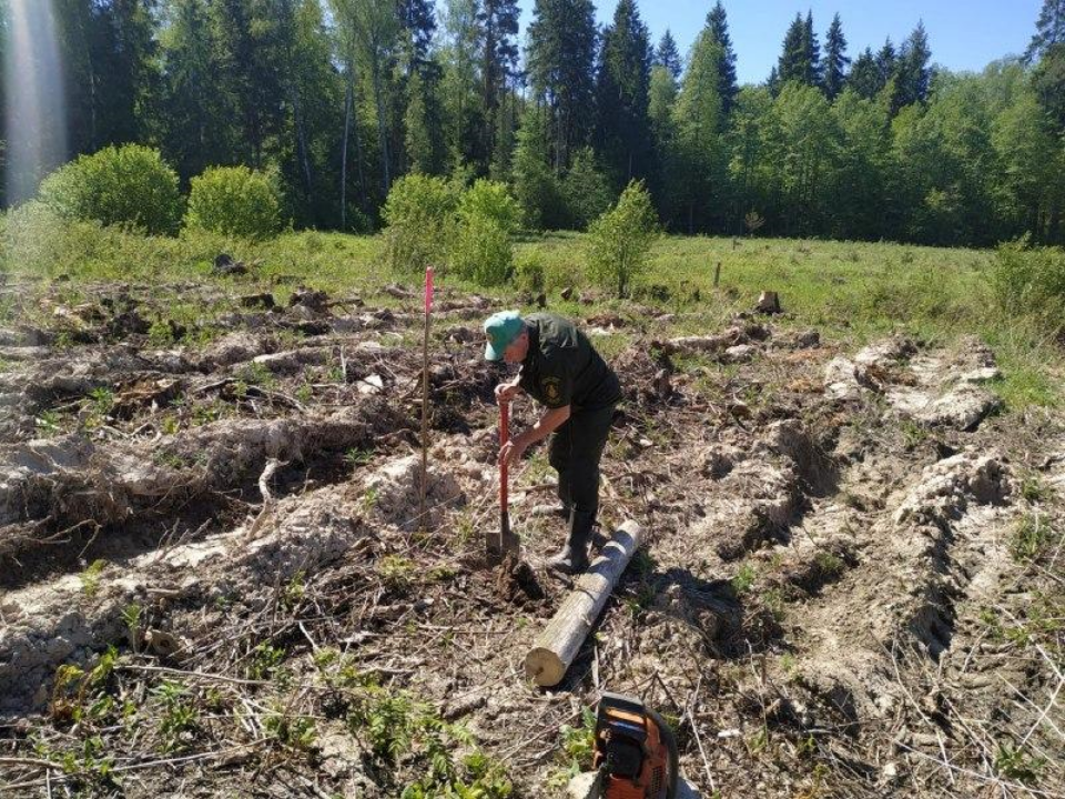 В Серпухове провели работы по искусственному восстановлению леса