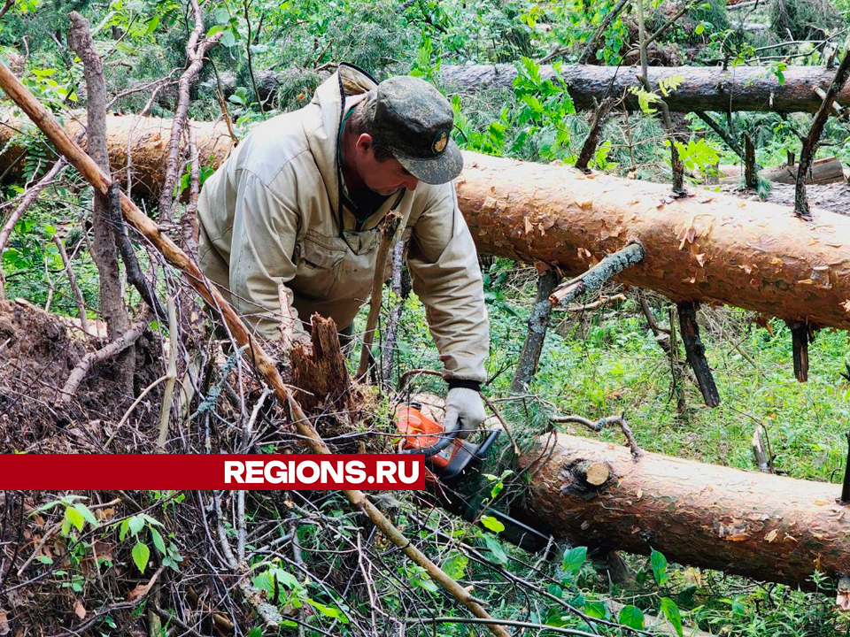 Порядка 300 гектаров леса повредил ураган «Эдгар» в Егорьевске