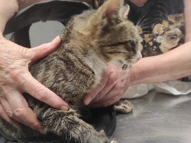 Искалеченного под колесами авто кота спасли жительницы Черноголовки