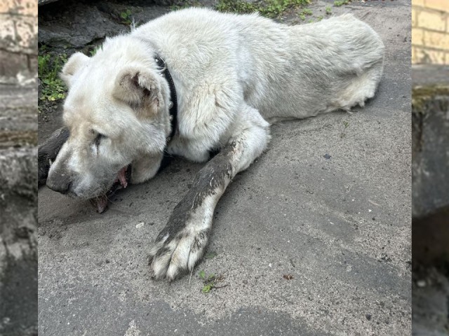 Агрессивного алабая из Воскресенска направили в приют