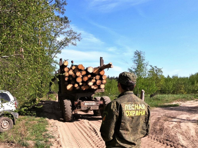 Лес у села Городец в Коломне расчистили от старых деревьев