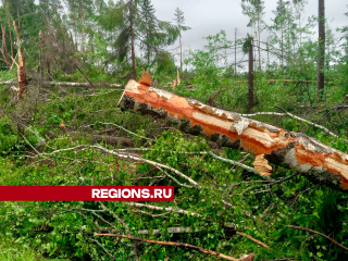 Специалисты приведут в порядок егорьевские леса, пострадавшие от урагана