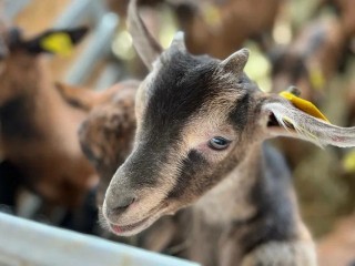 Жителей Бронниц пригласили принять участие в конкурсе на получение грантов для семейных ферм