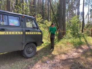 В лесном массиве в районе деревни Елкино срубили старые деревья