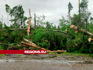 В Егорьевске от урагана Эдгар пострадало более 500 гектаров леса