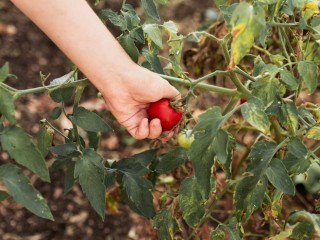 Йод и марганцовка: копеечные средства спасут помидоры от грибкового заболевания