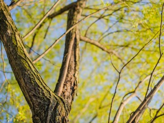 Администрация Власихи заступилась за липы, которые собирались вырубить ради строительства торгового центра