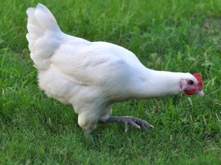 Хозяина белой курицы, которая бродит по центру города, ищут в Волоколамске