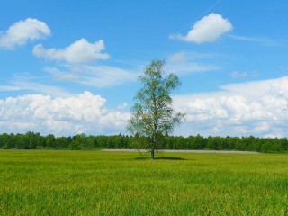 В Шатуре сдается в аренду семь земельных участков под постройку домов