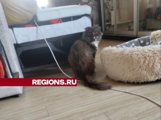 Балашихинцы приютили кота Кузю, которого избил пьяный хозяин