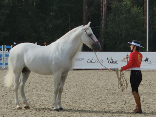 700 конных артистов и 500 пеших: конный фестиваль «Иваново поле» прошел в Черноголовке