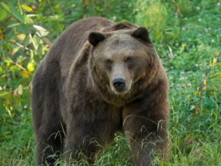 Медведь напал на пенсионера в Калужской области