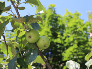 Дзержинцы обнаружили первый урожай яблок во дворе