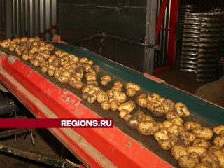 СПК имени Ленина ищет работников для сортировки овощей