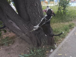 В Дзержинском обнаружился пес, который предпочитает дружбу с котами