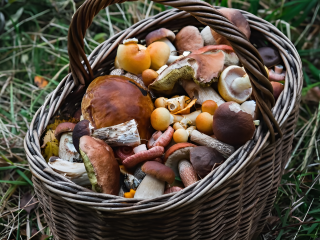 Любители «тихой охоты» собирают полные корзины грибов в лесах Протвино