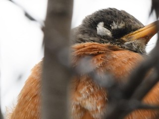 Ответственность на всю жизнь: орнитолог советует не забирать упавших стрижей домой