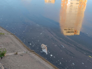 Обитатели водоема возле чеховской администрации гибнут от жары