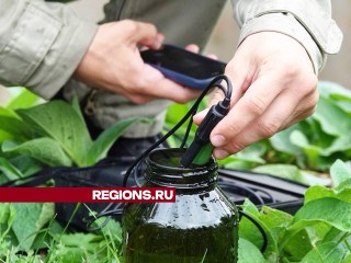 Экологи Подмосковья расследуют дело о мертвых утках на пруду в Сергиевом Посаде