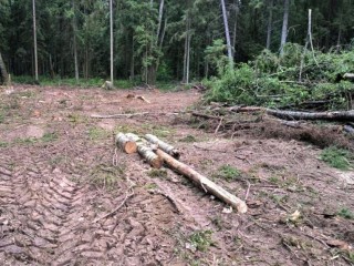 В Талдомском лесничестве провели «лечебную» вырубку больных деревьев