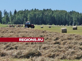 Рекордный урожай сена соберут в агрокомплексе «Туровский» этим летом