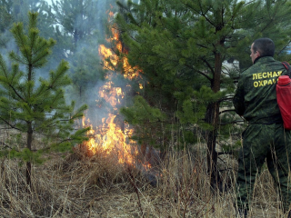 В Красногорских лесах проводятся рейды для предотвращения пожаров
