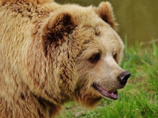 Еще один большой медведь вышел к людям в окрестностях Дубны