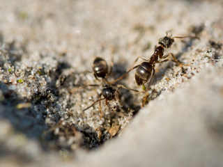 Гигантские муравьи заполонили одну из улиц округа