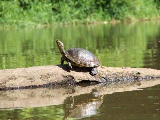 Красноухая черепаха поселилась в одинцовском пруду