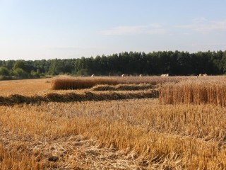 Агрокомплекс «Кузьминский» получил в аренду землю для развития производства
