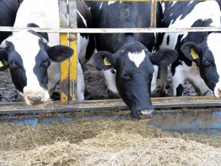 Более 100 гектар земли использует «Зубцовское подворье» под корм для коров