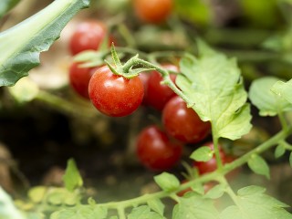 Погода угрожает урожаю помидоров в Подмосковье