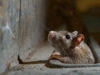 Нашествие крыс: жители многоэтажки в Волколамске жалуются на грызунов в подвале