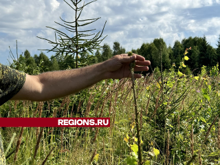 Сотрудники лесничества обследовали молодые ели в Шаховском округе