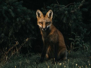 На улицах ночной Москвы был замечен прогуливающийся лисенок