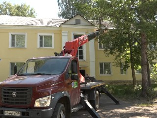 В Дубне развернули операцию по спасению кота, просидевшего на дереве двое суток