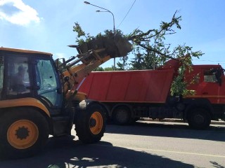 Полтысячи поваленных деревьев: в авиаграде продолжают устранять последствия урагана