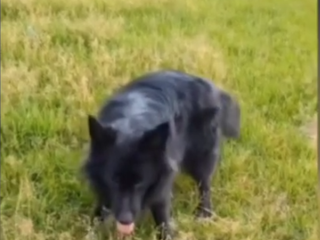 На видео не отравление: ветеринар объяснил жителю Люберец, что его пес получил тепловой удар