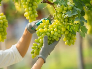 Компания «Щелково Агрохим» разработала линию продукции для защиты винограда