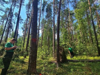 В лесах округа продолжается подготовка к расчистке ветровала