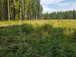 Под Талдомом оздоровили лес, вырубив мешающие молодым саженцам деревья